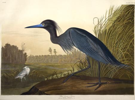 Blue heron (large but skinny bird with long legs and a long, pointy beak) in front of a detailed landscape of flatish wetlands