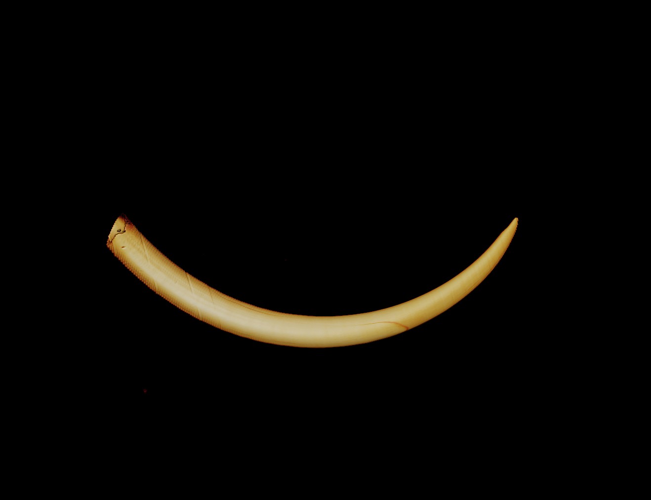 Computerized tomography (CT) scan of the right tusk of an African elephant