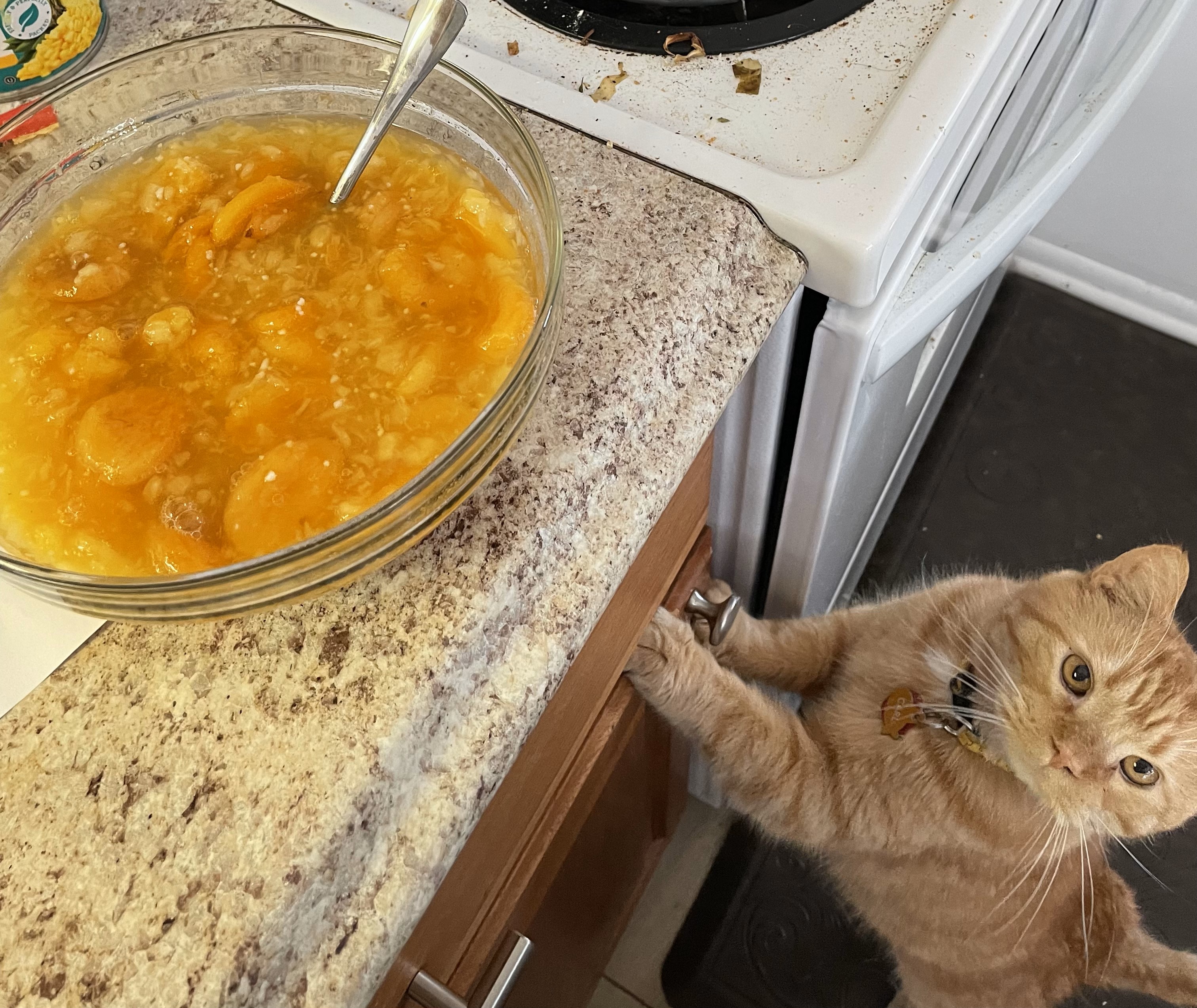 A cat reaching up towards a bowl of pie filling