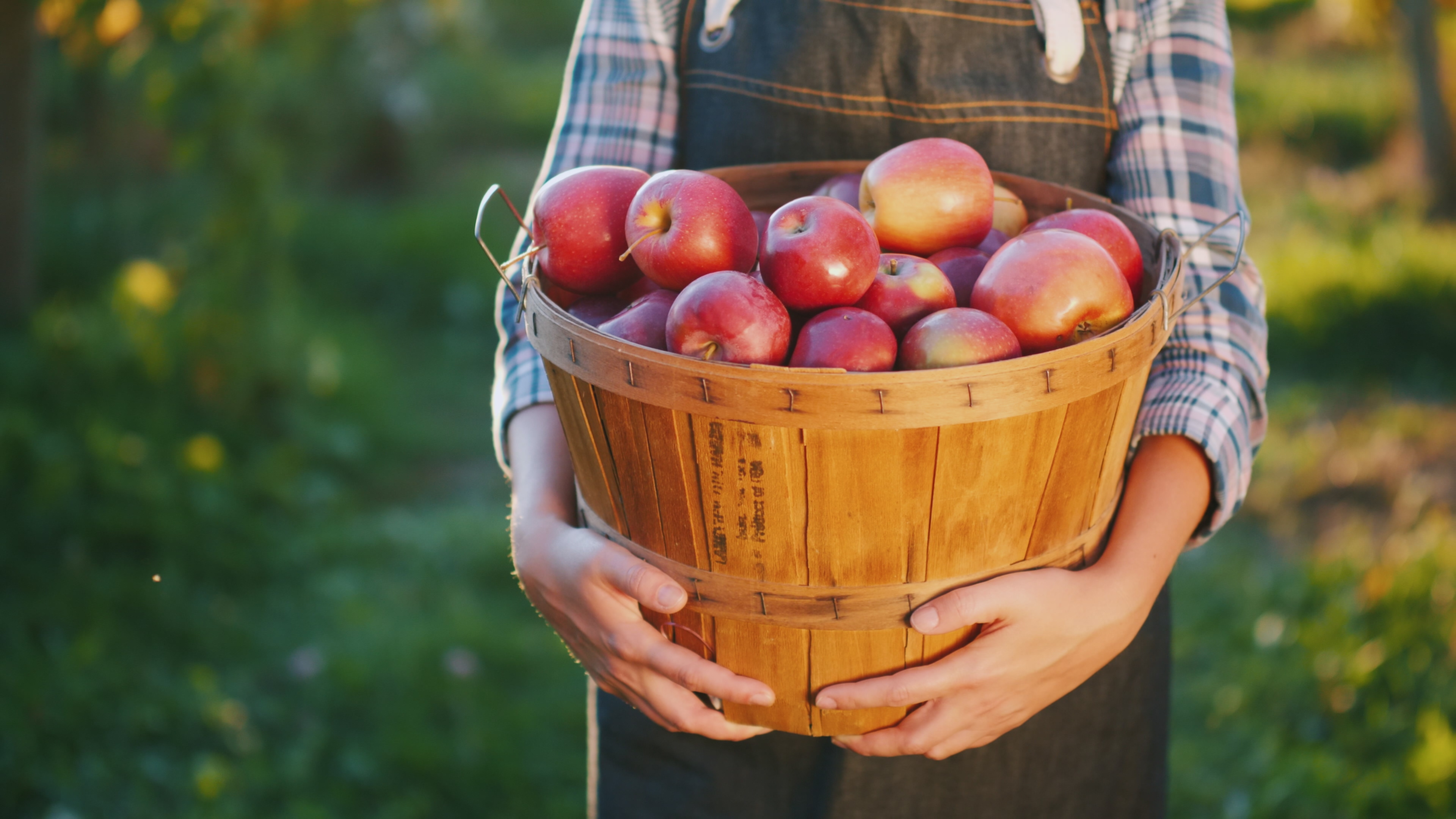 person in a plaid shirt and green apron holding a basket of apples 