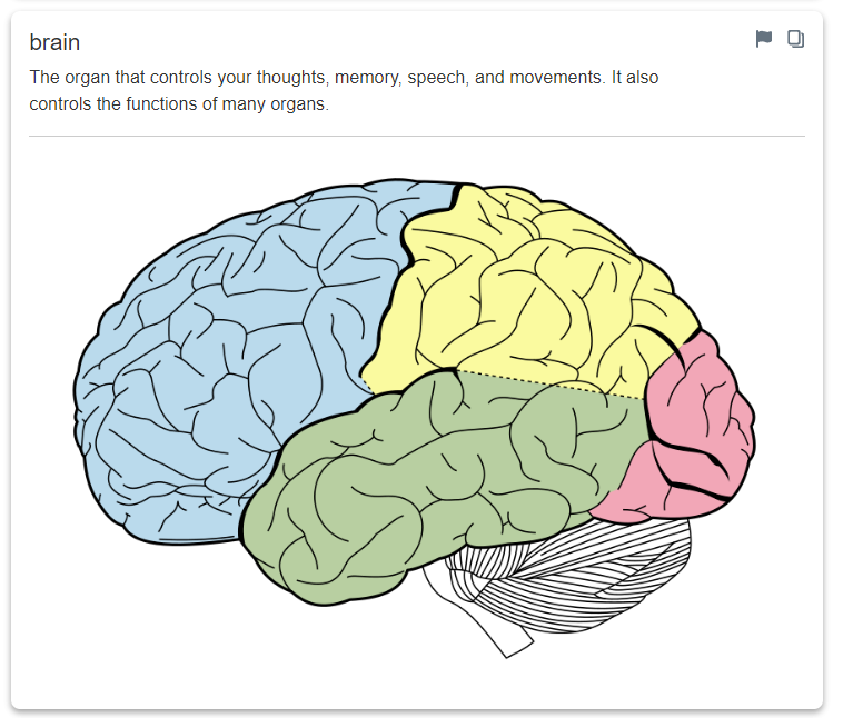  A screenshot for the term “Brain”. The definition reads “The organ that controls your thoughts, memory, speech, and movements. It also controls the functions of many organs”. The term is also accompanied by an illustration of the brain.