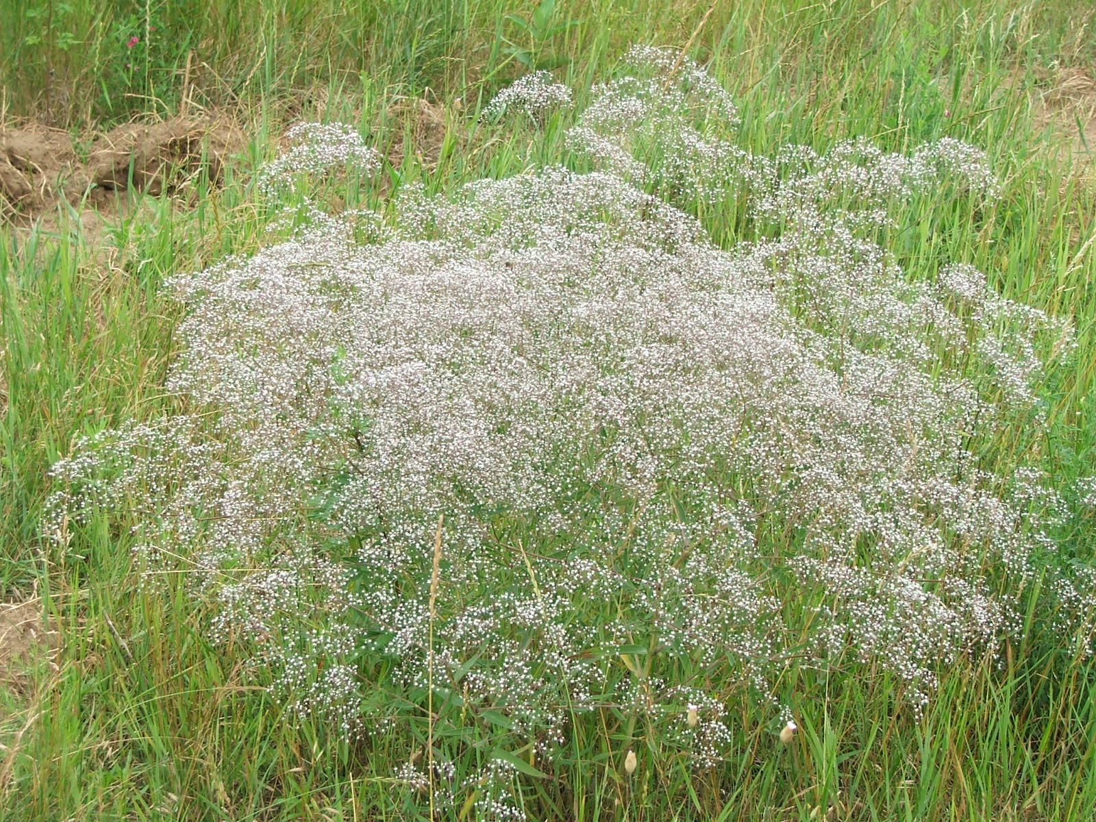 Mass of small white flowers invading natural dune grass setting.