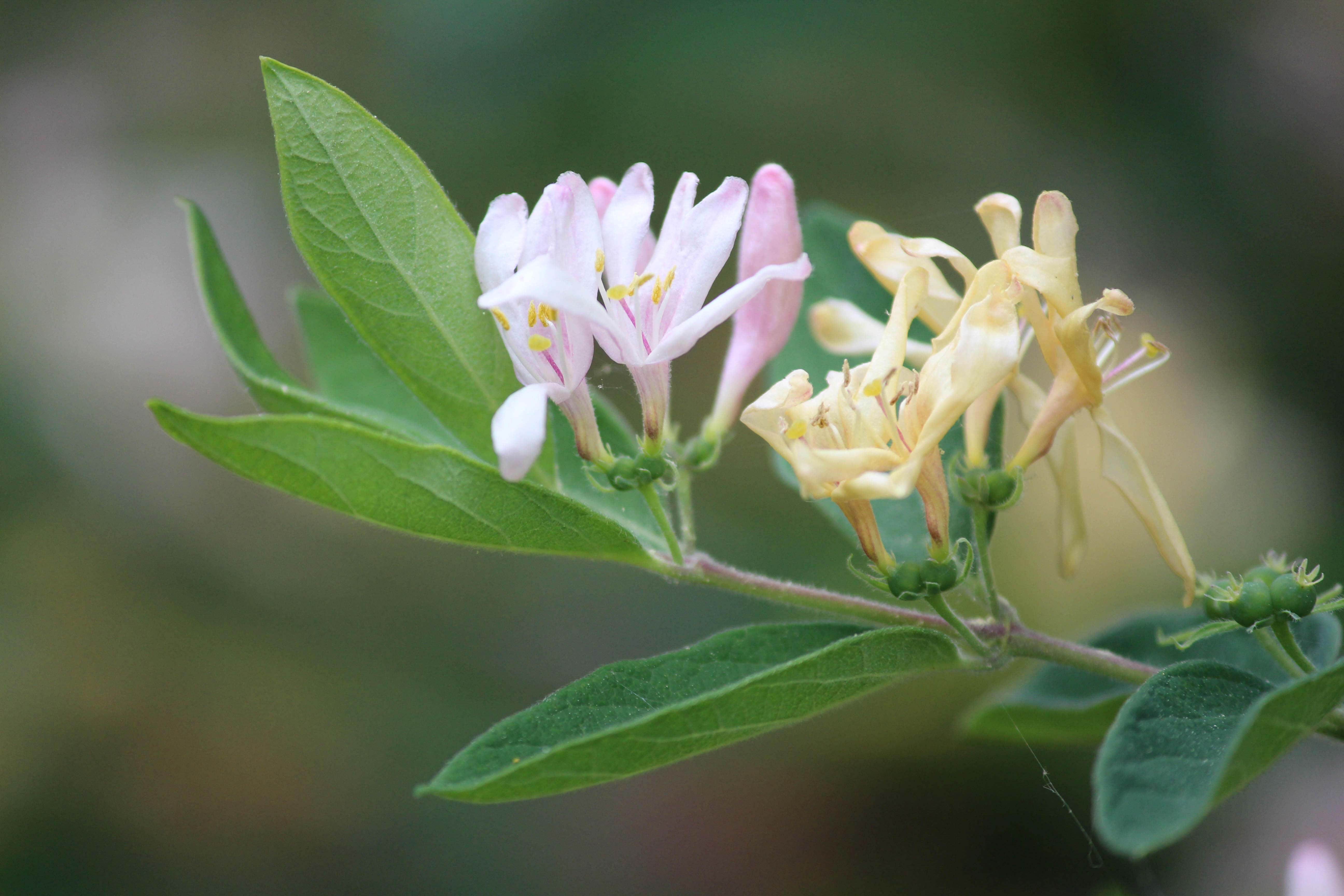 Close up of purple and white honeysuckle flowers on a tree branch.