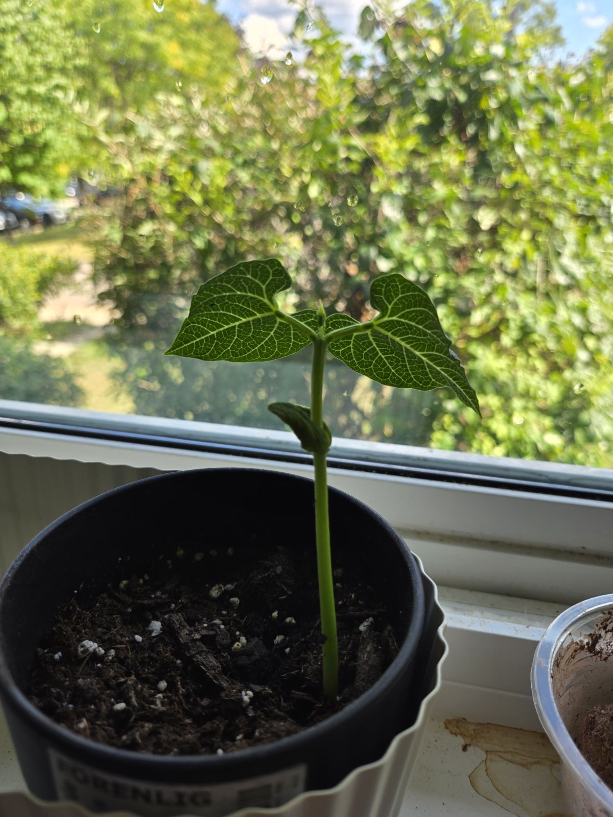 A small bean plant with a few green leaves in front of a window looking onto trees.