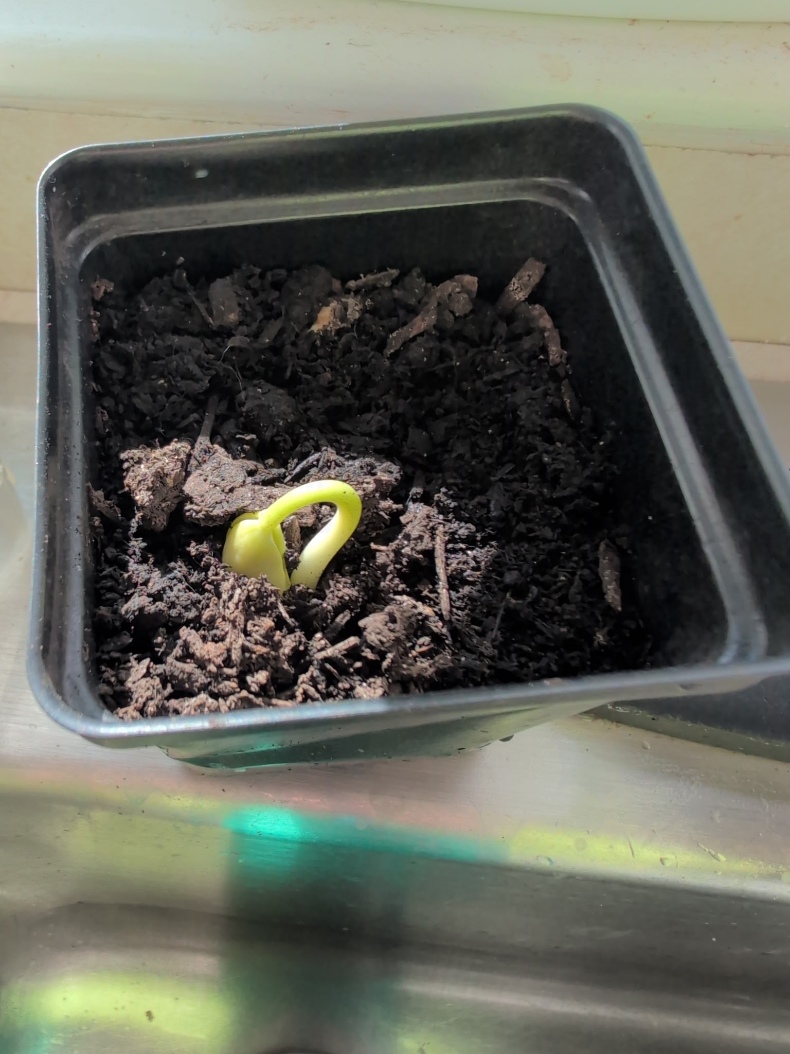 A small bean sprout pokes out of the dirt on a windowsill alight with rainbows.