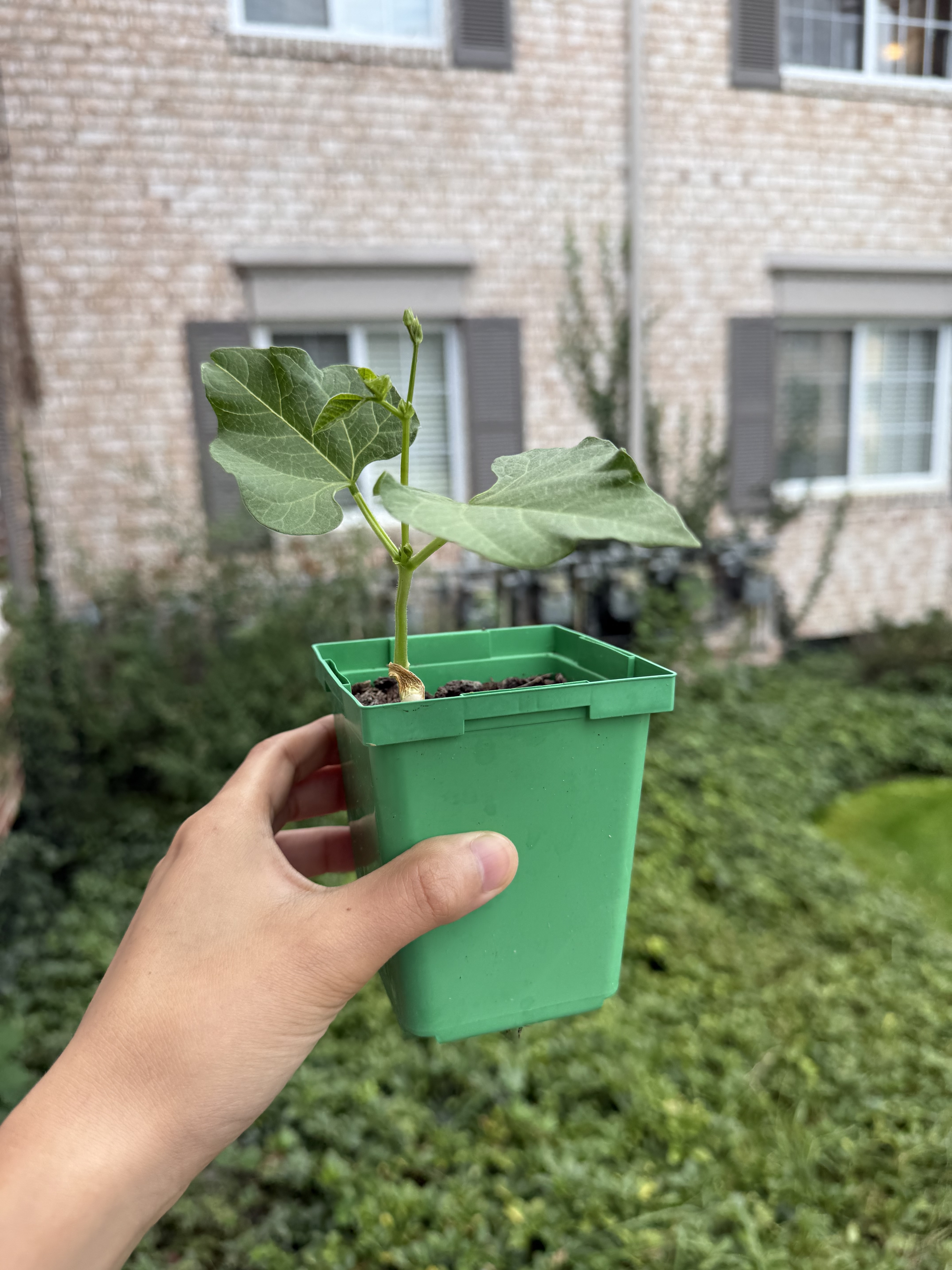 A healthy new green bean plant in a green pot is held aloft.
