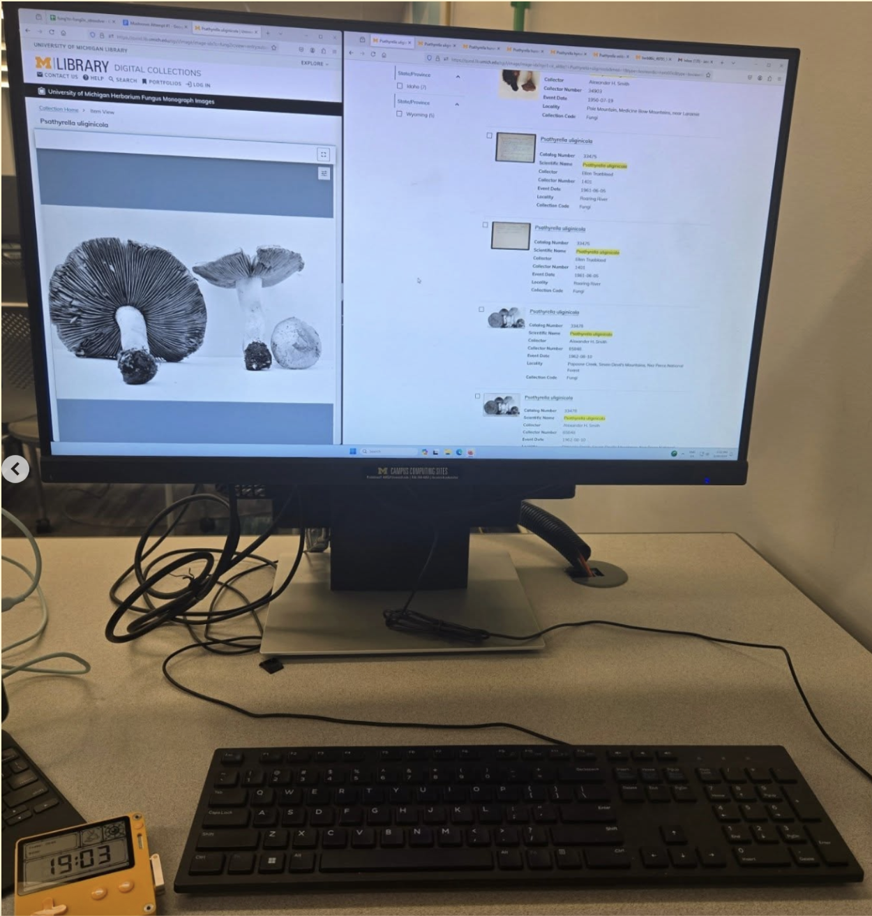 Photograph of Latitude Brown's desktop computer during the Fungus Monograph Images project.