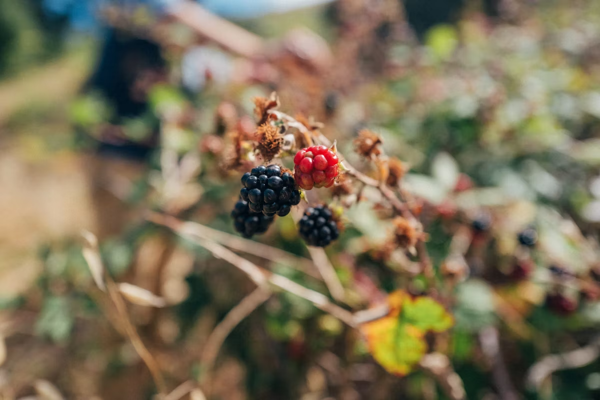 A berry plant.