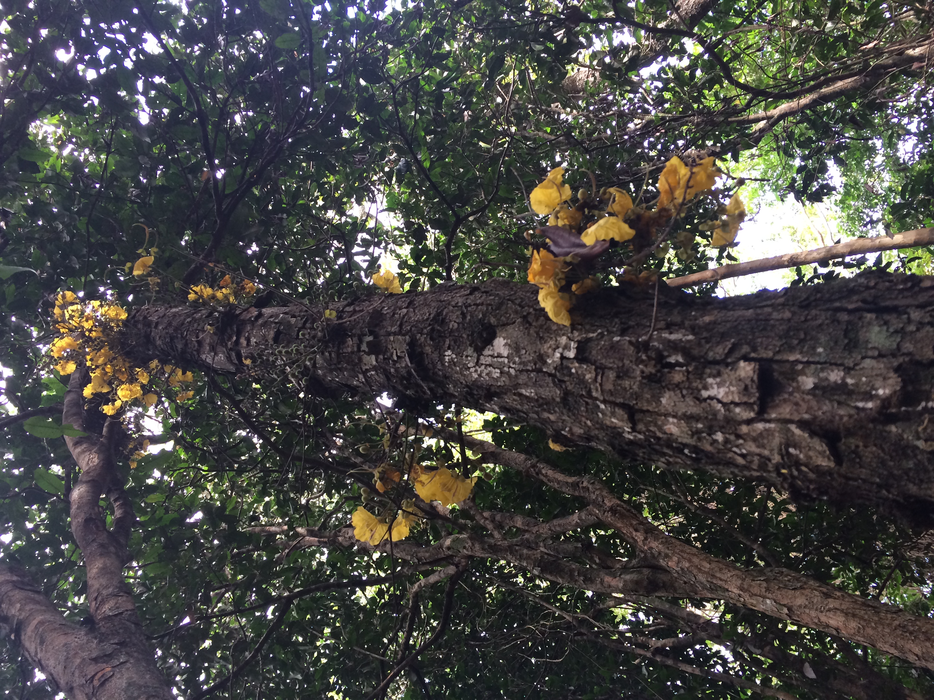 Picture of a tall tree with many yellow flowers in the Colombian tropical dry forest