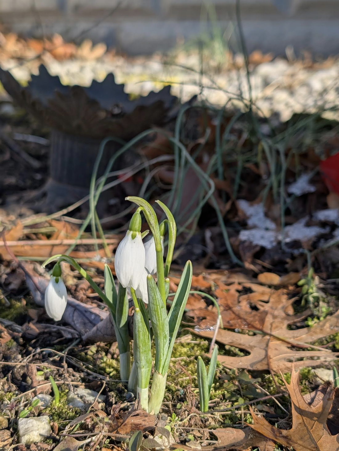 White bell-like flower popping out of cold spring ground.
