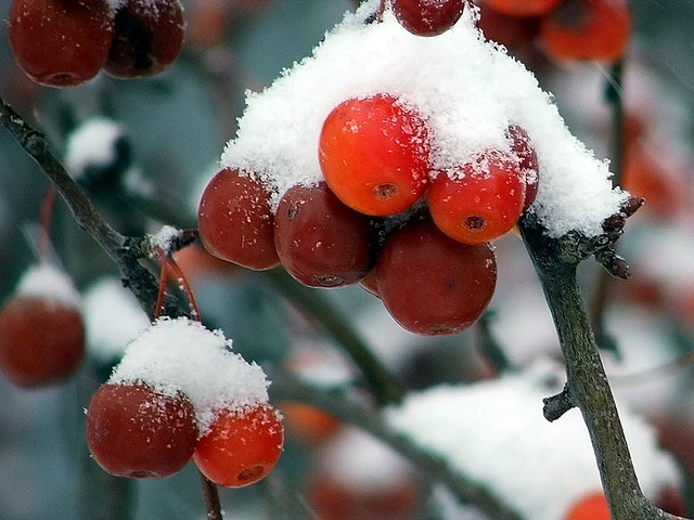 Snow on red berries