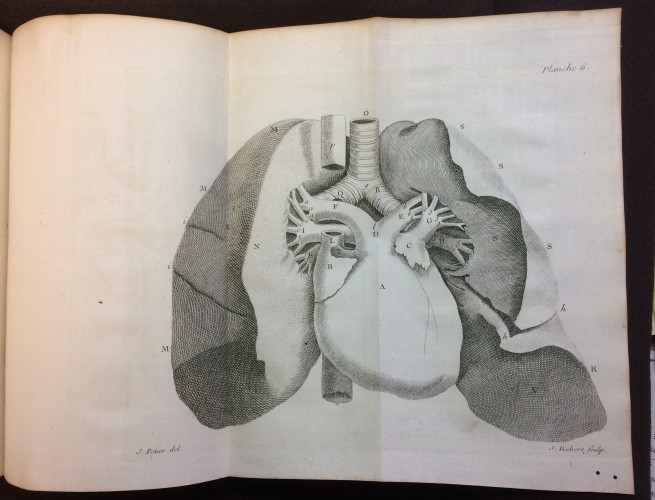 Copperplate engraving of the heart from  from Jean Baptiste Senac (1693-1770) Traitè de la structure du Coeur, de son action, et de ses maladies (Paris: Jacques Vincent, 1749)