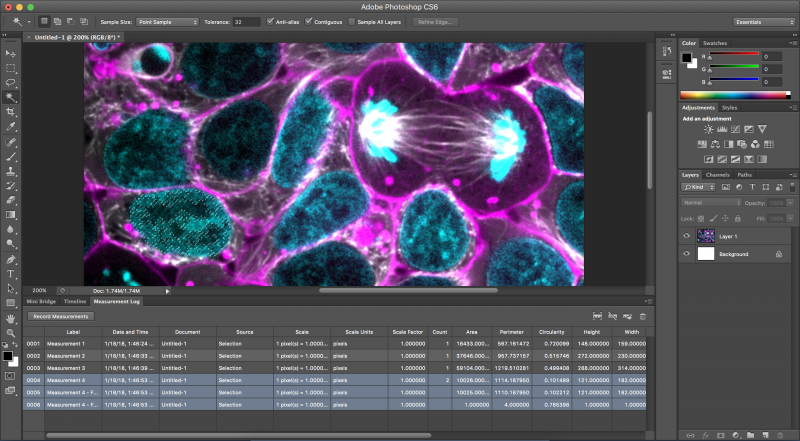 Photoshop screenshot of cell structure