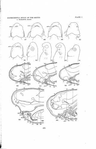 Image of amphibian embryo development