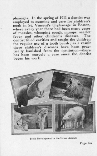 Page from 'Good Teeth' discussing tooth development with images of various zoo animals with open mouths