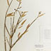 Photo of a specimen from the herbarium collection