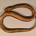 Photograph of a snake from the Predator & Prey digital collection