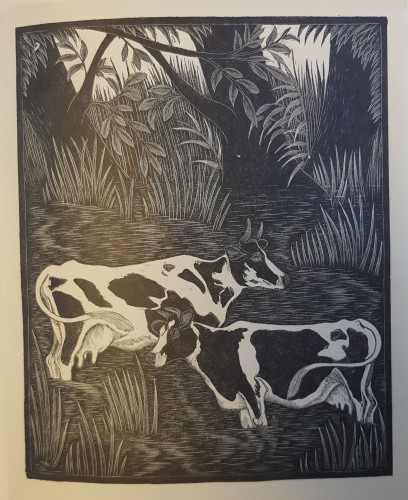 black and white wood engraving of cows