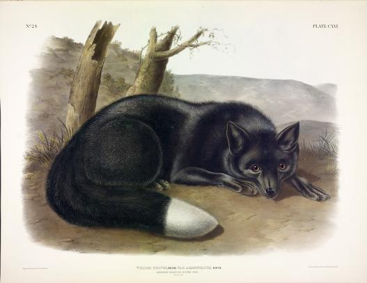 Black or Silver Fox curled up with its head on its paws with hilly or mountainous backdrop.