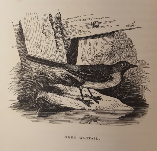 Black and white illustration of grey wagtail (bird)