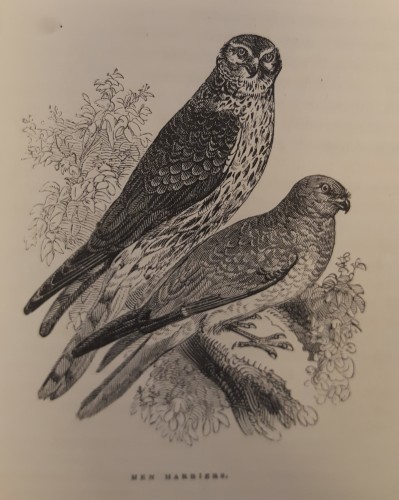 Black and white illustration of Hen Harriers (birds of prey)