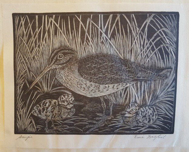 Original print. Black and white wood engraving of a snipe (bird)