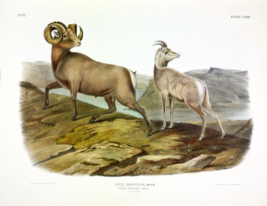 Two Rocky Mountain Sheep in front of a mountainous backdrop