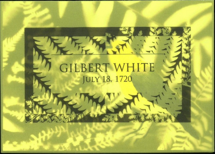Black ferns on yellow translucent paper, overlying bird print. Text: Gilbert White, July 18, 1720