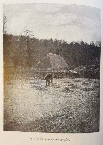 black and white photograph of a man working in a garden. 