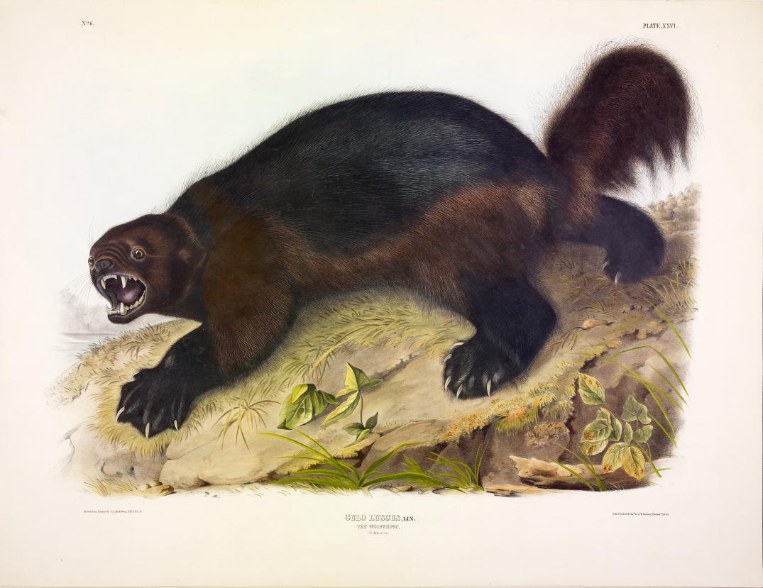  Image of a wolverine with mouth open and claws showing.