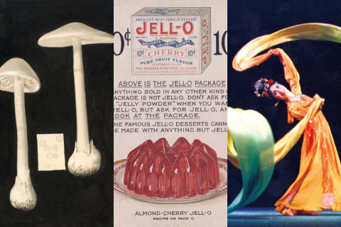 A trypitch if images for our digital collections featuring fungi, a jell-o recipe, and a Chinese dancer.