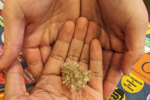 A hand holding seeds placed on top of another person's cupped hands. 