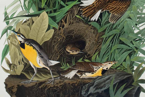Detailed illustration from Audubon's Birds of North America of a nest in a tree with birds sitting around it.