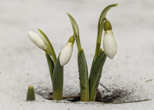 Snowdrops