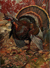 Image of a turkey in the woods