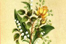 cluster of flowers in yellow and white with green leaves and brown stems against a yellow background