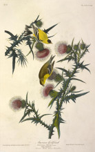 Two yellow goldfinches perched on a thistle plant with purple flowers