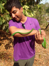 Hispanic male in a purple shirt admiring a green snake wrapped around his arm.