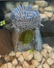 Turtle's Throne 