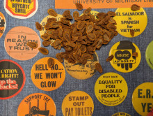 milkweed seeds on bright background