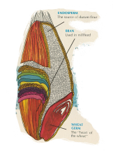 A cut-out image of a wheat kernel, with three portions labeled as the endosperm (the source of durum flour), the bran (used in millfeed), and the wheat germ (the "heart of the wheat").