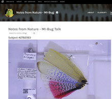 An insect specimen from Notes from Nature from the Zooniverse platform.