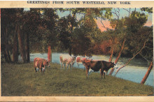 bucolic scene of cattle among trees by the edge of a stream