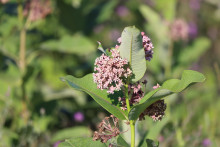 Close up image of a swamp milkweed