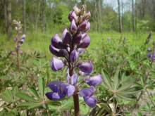 Close up of a plant, lupins perennis, with multiple bell-shaped purple flowers.