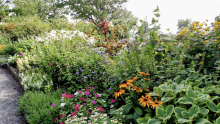 A gravel path to the left of a lush garden of perennial plants.