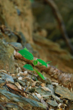 Picture of a bright green tree seedling sprouting from the forest floor in Colombia