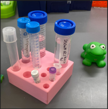 A pink, 3D printed tube holder on a black lab desk. The holder has multiple sized holes for different tubes, and there are many test tubes in a variety of sizes, many with clear liquids, standing in the rack. There is a green toy frog sitting next to the rack on the table.