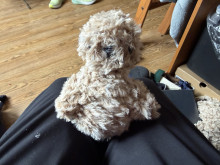 A puppet of a silkie chick sitting on black fabric in front of a wooden floor. The puppet is covered in tan "feathers", and it is positioned so the face is looking at the camera; there is a little hole in the feathers where the beak is somewhat visible.
