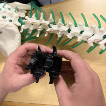 A pair of white hands holding two black 3d printed vertebrae in front of a full white spinal model on a wooden table. The two black vertebrae are held horizontally, interconnected like they would be on a real spine. The spinal model is also laying horizontally, with the top of the spine on the right hand side; the top of the pelvis is visible in the upper left corner of the image. Running up the pelvis and spine and coming out each vertebra is blue-green tubing.